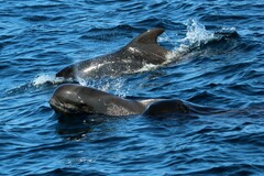 Globicephala macrorhynchus