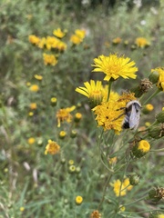 Bombus