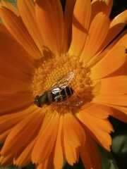 Syrphus ribesii