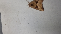 Phlogophora periculosa