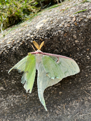 Actias luna