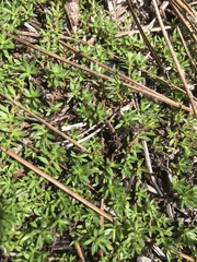 Pyxidanthera barbulata