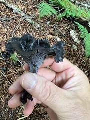 Craterellus caeruleofuscus
