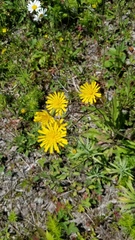 Hieracium lachenalii