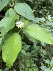 Cornus sanguinea