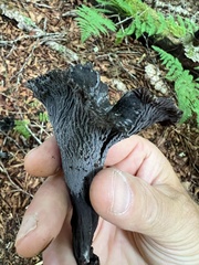 Craterellus caeruleofuscus