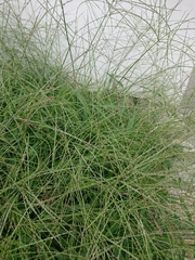 Digitaria sanguinalis
