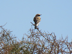 Oenanthe hispanica