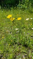 Hieracium lachenalii