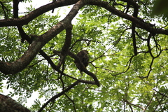 Accipiter trivirgatus