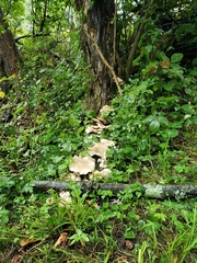 Climacocystis borealis