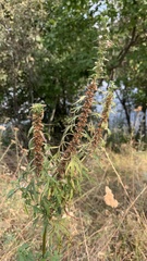 Leonurus glaucescens