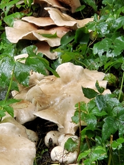 Climacocystis borealis