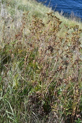 Potentilla longifolia