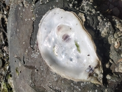 Crassostreinae