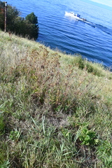 Potentilla longifolia
