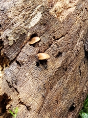 Crepidotus crocophyllus