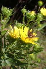 Grindelia lanceolata