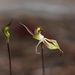 Purple-veined Spider Orchid - Photo (c) michelle__p, some rights reserved (CC BY-NC)
