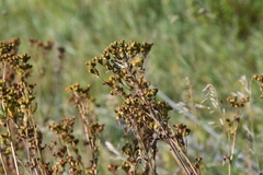 Potentilla longifolia