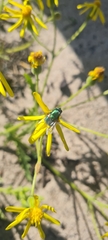 Calyptratae