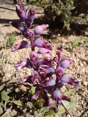 Lachenalia
