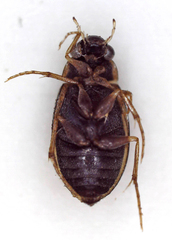 Berosus