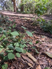 Coleus