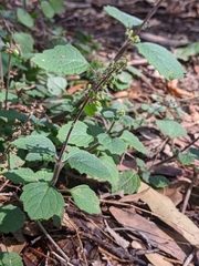 Coleus