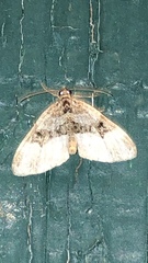 Euphyia intermediata