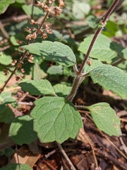 Coleus