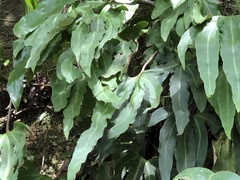 Pyrrosia polydactylos