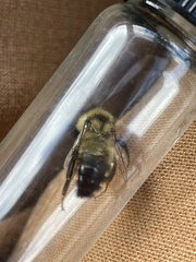 Bombus citrinus