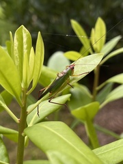 Orchelimum pulchellum