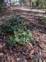 Coleus
