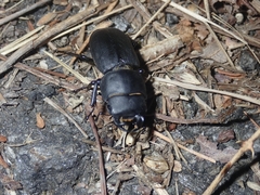Dorcus parallelipipedus