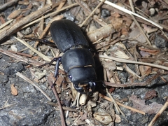 Dorcus parallelipipedus