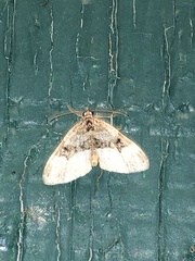 Euphyia intermediata