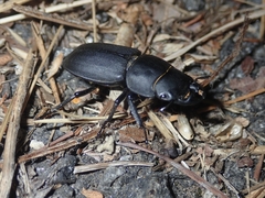 Dorcus parallelipipedus