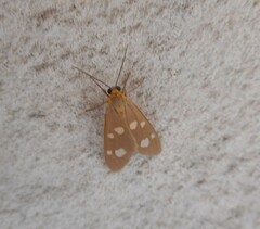 Dysauxes famula