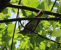 Phylloscopus sibilatrix