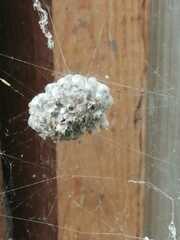 Mischocyttarus cerberus