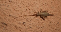 Arachnocephalus vestitus