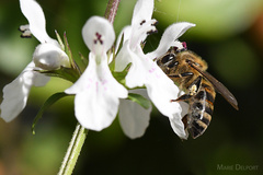 Apis mellifera capensis