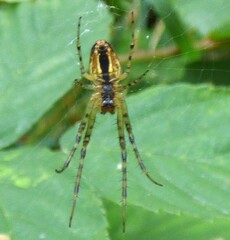 Metellina segmentata