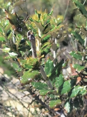 Berkheya barbata