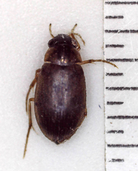 Berosus