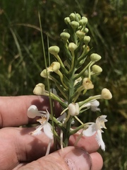 Platanthera blephariglottis conspicua