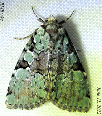 Leuconycta lepidula