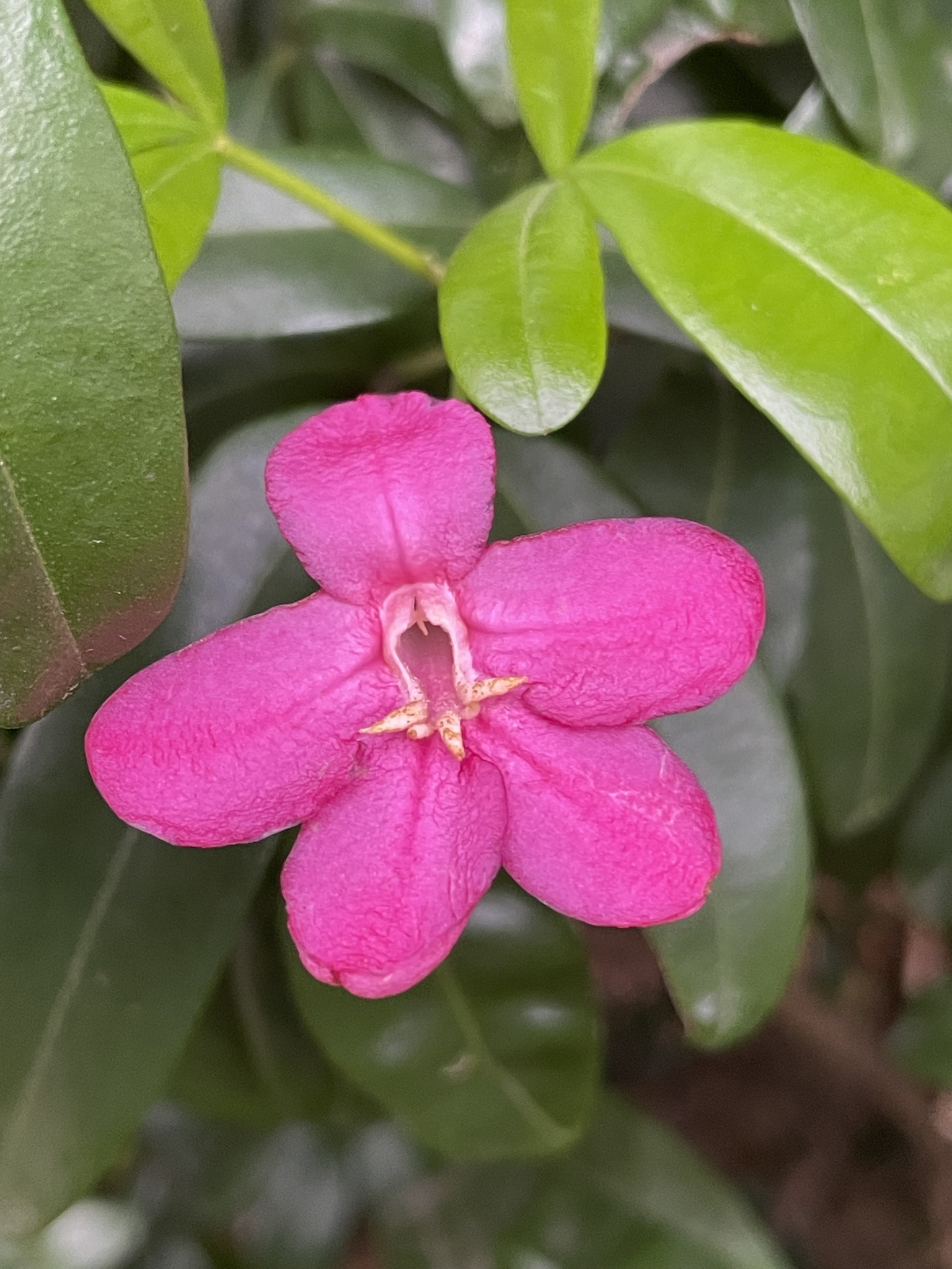 Ravenia